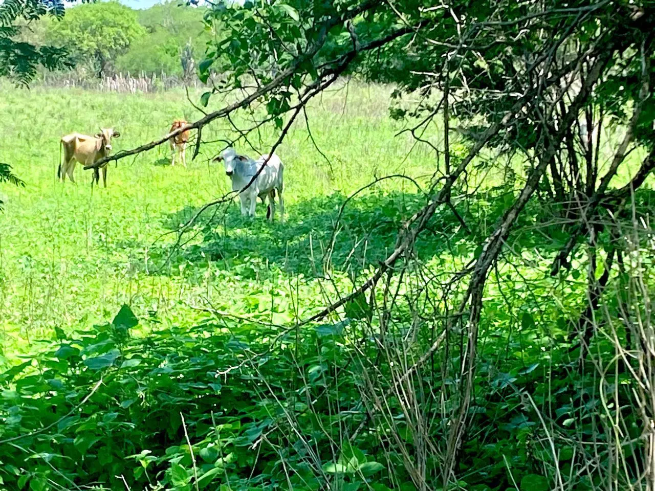 Gado em área verde da propriedade rural